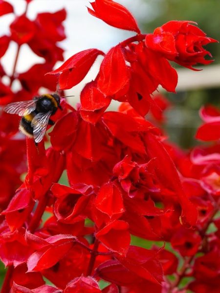 Sauge 'Gogo Scarlet'