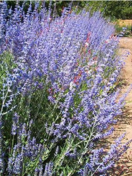 Sauge d'Afghanistan 'Blue Haze'