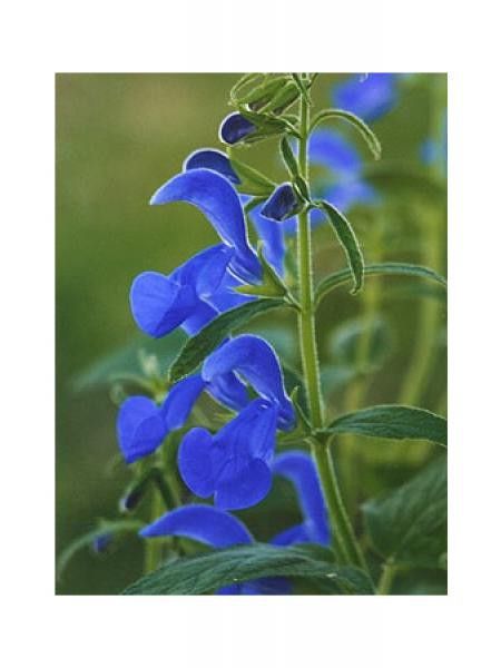 Sauge 'Dark blue'