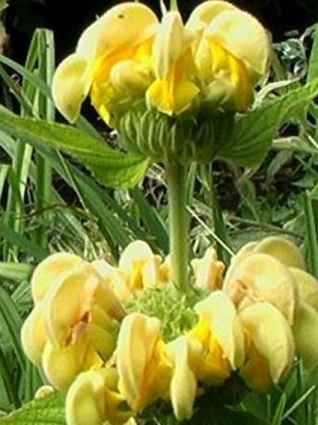 Sauge de Jérusalem de Russel