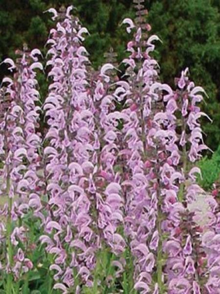 Sauge des près 'Eveline'