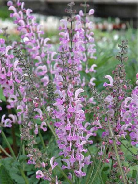 Sauge des près 'Pink Delight'