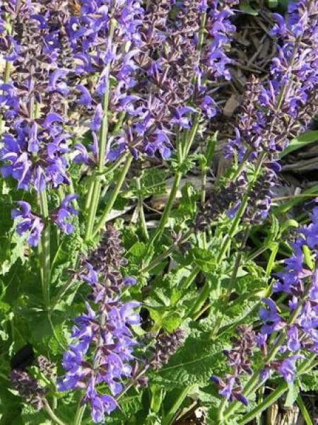 Sauge des près 'Rhapsodie In Blue'