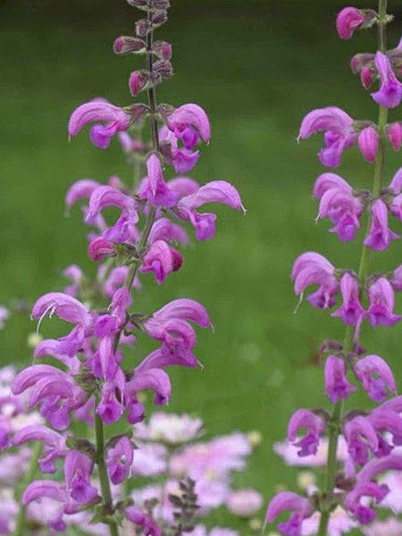 Sauge des près 'Sweet Esmeralda'