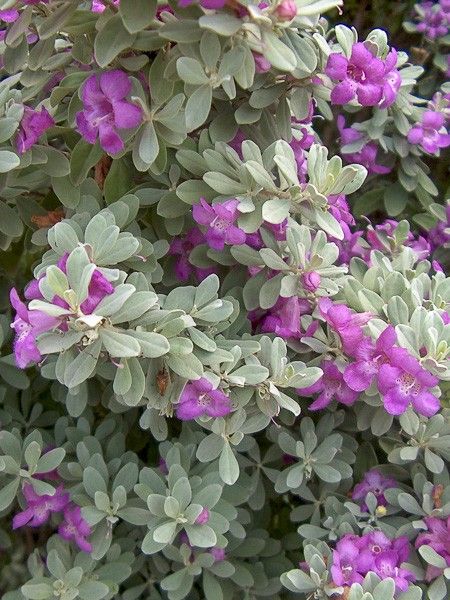 Sauge du désert, sauge du Texas