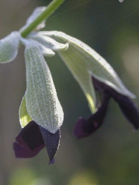 Sauge du Pérou, Sauge cassis