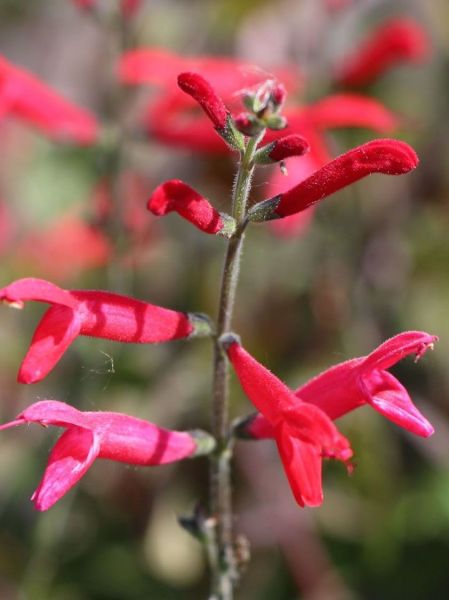 Sauge elegans 'Mello'