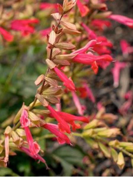 Sauge 'Ember's Wish'