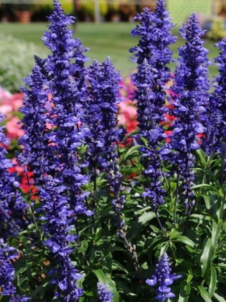 Sauge farineuse 'Epi Bleu'