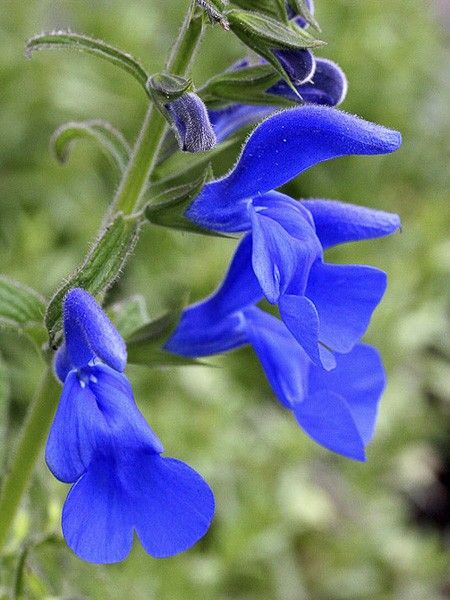 Sauge gentiane
