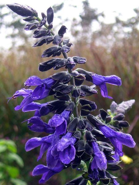 Sauge guarani 'Bleu'