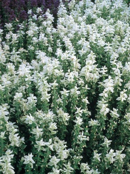 Sauge hormin 'Blanc'