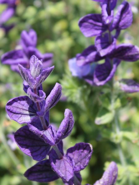 Sauge hormin 'Bleu'
