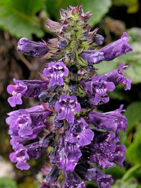 Sauge hormin, Bouche de dragon