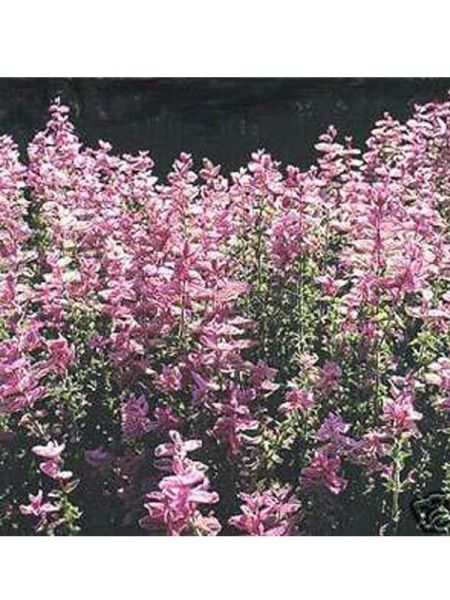 Sauge hormin 'Rose Foncé'