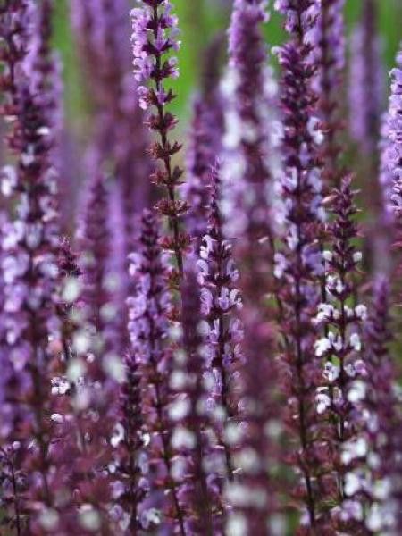 Sauge nemorosa 'Amethyst'
