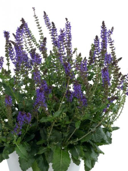 Sauge nemorosa 'April Night'