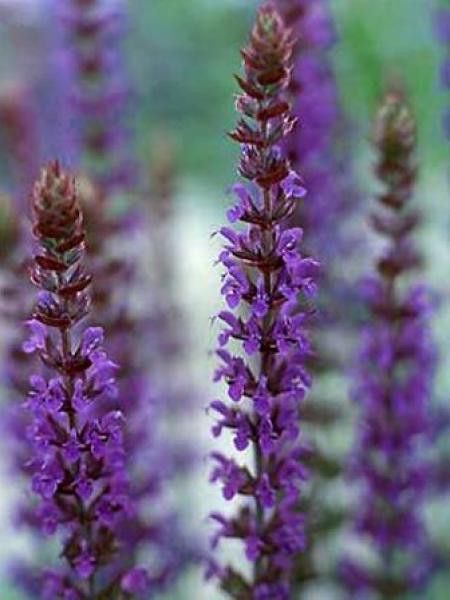 Sauge nemorosa 'Blaukönigin'