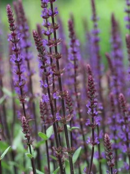 Sauge nemorosa 'Caradonna'