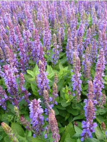 Sauge nemorosa 'Little Friesland'