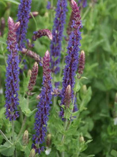 Sauge nemorosa 'Lubeca'