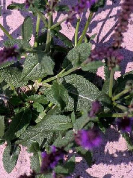 Sauge nemorosa 'Mainacht'