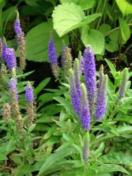 Sauge nemorosa 'Marcus'