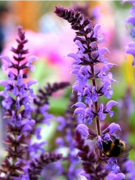 Sauge nemorosa 'Negrita'