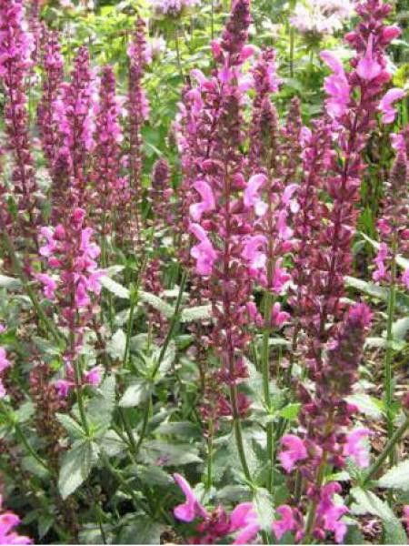 Sauge nemorosa 'Pink Friesland'