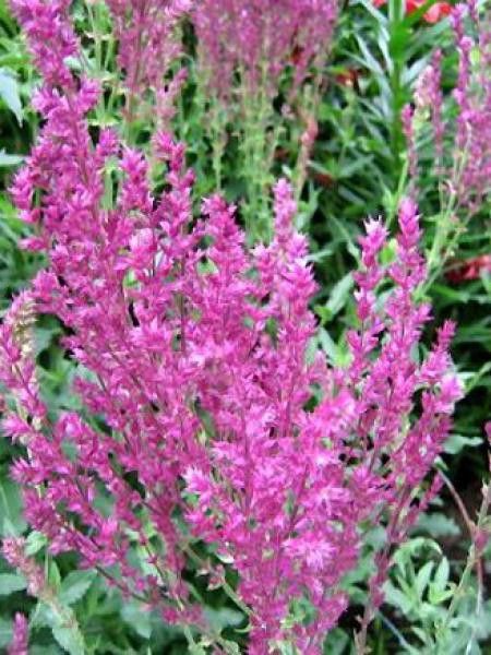 Sauge nemorosa 'Plumosa'