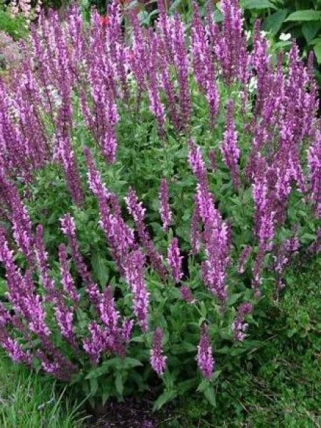 Sauge nemorosa 'Rose Queen'