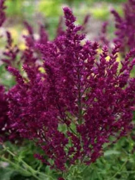 Sauge nemorosa 'Schwellenburg'