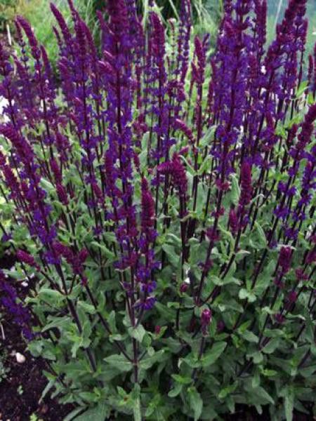 Sauge nemorosa 'Serenade'