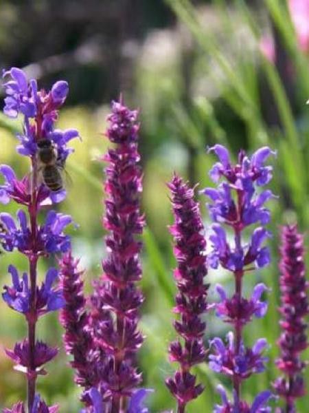 Sauge nemorosa 'Tänzerin'