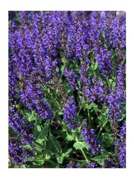 Sauge nemorosa 'Viola Klose'