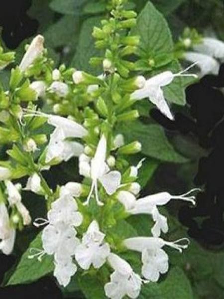 Sauge officinale 'Albiflora'