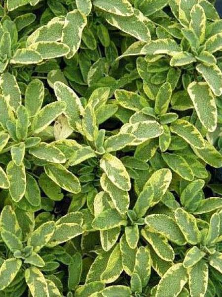 Sauge officinale 'Aurea'