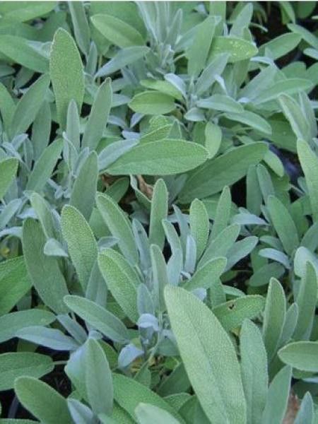 Sauge officinale 'Grete Stölze'