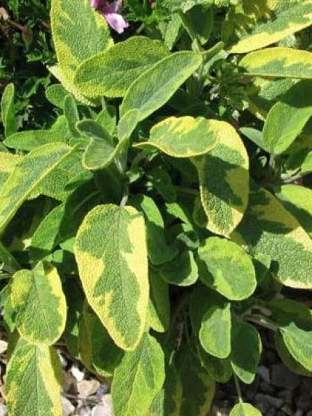 Sauge officinale 'Icterina'