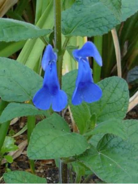 Sauge 'Royal Blue'