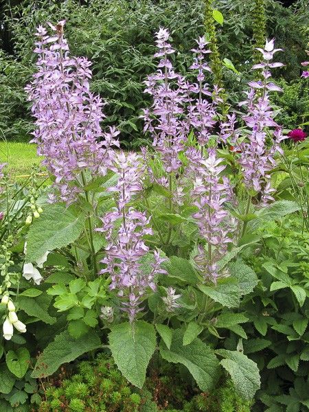 Sauge sclarée 'Turkestanica'