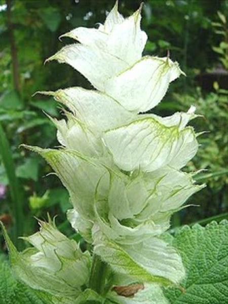 Sauge sclarée 'Vatican White'