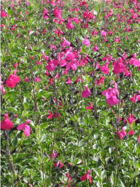 Sauge 'Shell Dancer'