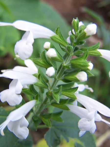 Sauge tropical 'Snow Nymphe'