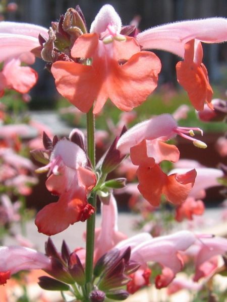 Sauge tropicale 'Coral Nymph'