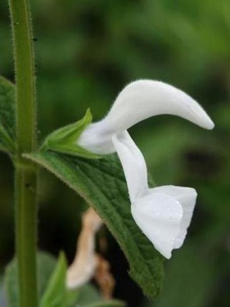 Sauge 'White Trophy'