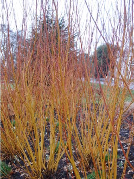 Saule blanc, aubier, saule argenté 'Vitellina'