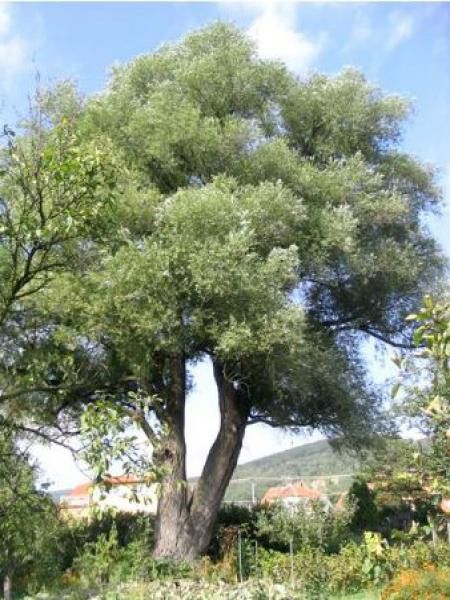 Saule blanc, aubier, saule argenté