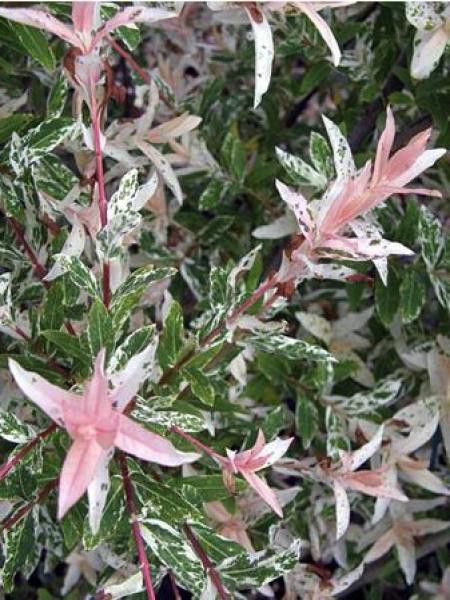 Saule crevette 'Flamingo'®