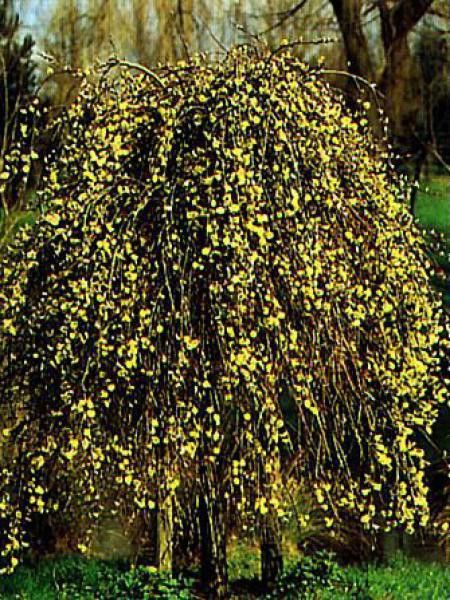 Saule marsault 'Kilmarnock'